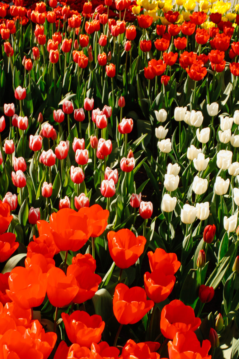 Tulips at Keukenhof Gardens