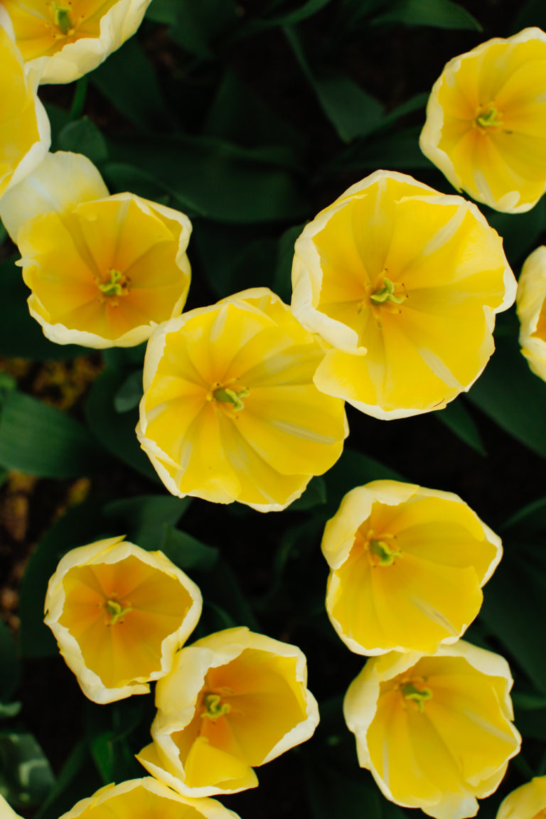 Yellow Tulips