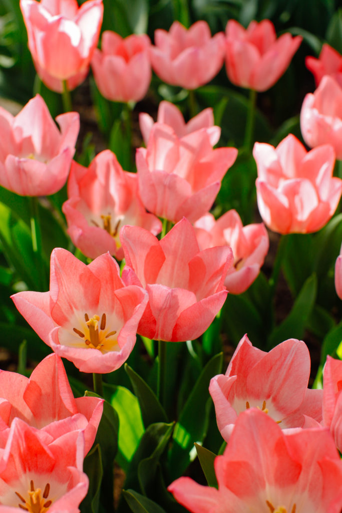 Pink Tulips at the Keukenhof Gardens