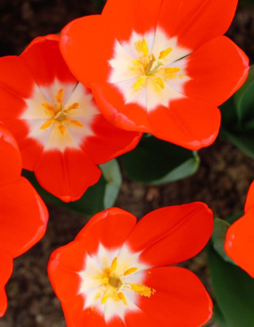 Red Tulips at the Keukenhof Gardens