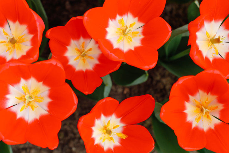 Red Tulips at the Keukenhof Gardens
