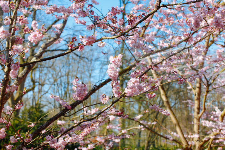 Keukenhof Gardens