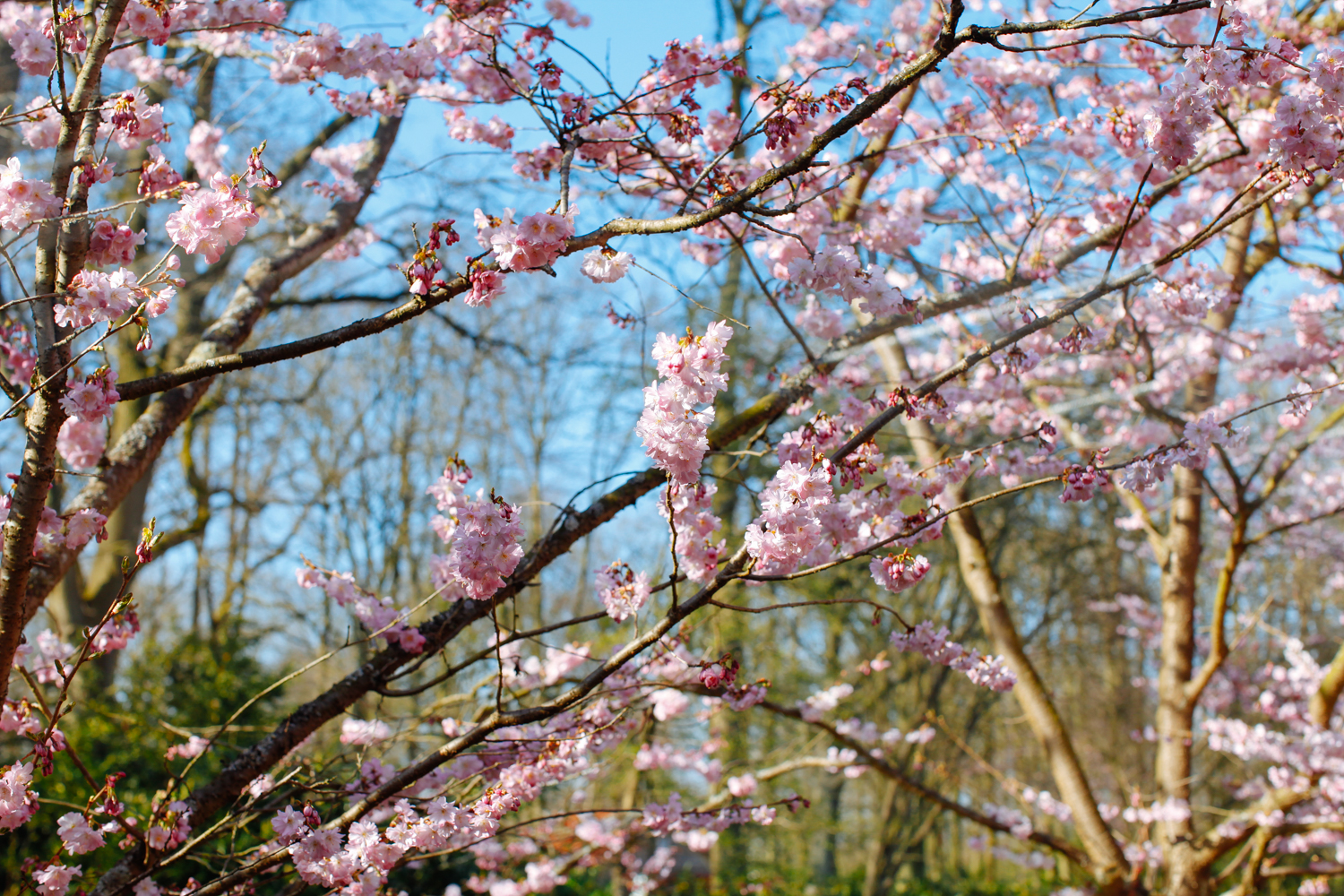 Keukenhof Gardens